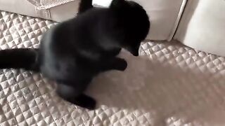 funny cats