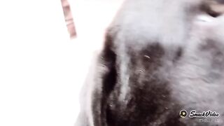 Cute dog