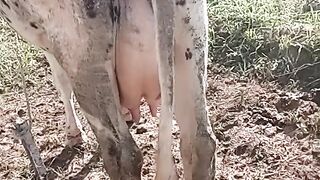 Astral cow