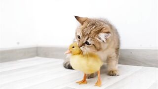 Cat and ducks| Play with each other| friendship