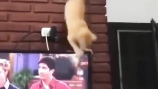 Most funny animals seen