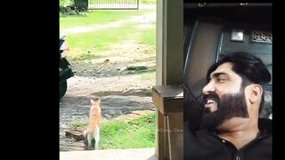 Cat Fun