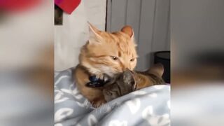 Funny animals - Funny cats _ dogs - Funny animal videos _ Best videos of December 2022(720P_HD)