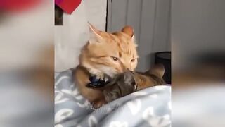 Funny movements cats and dogs