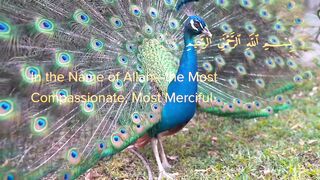 Allah the Rehman and Raheem|surah baqarah