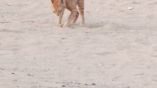 Cat life