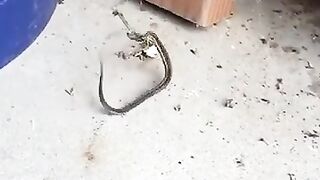 Snack stuck in a black window spider web