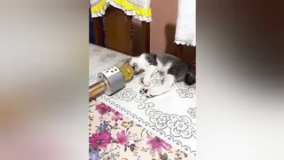 Funny cats and dogs ????????funny