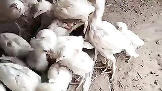 White heera aseel cheks for contect 03017605533