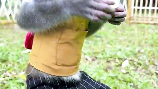 Monkey baby funniest animals crocodile so funny