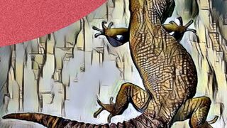 How to put a leopard gecko in a cage