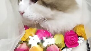 Funny Cat part-1