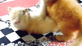 Funny Cat part-2