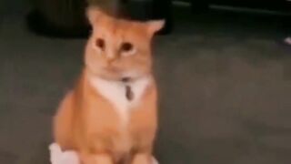 Funny Cat Show