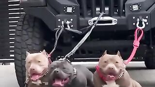 ????????  pitbull dog ????????