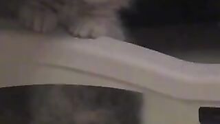 Cute cat