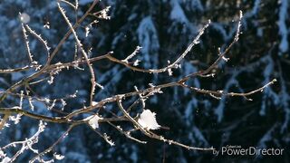 Beautiful Winter Collection