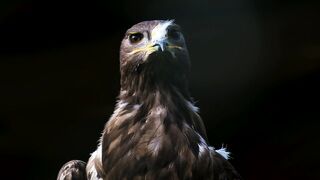 Eagle Lover