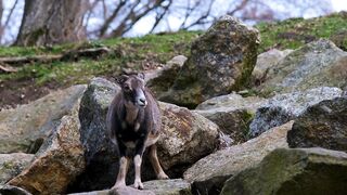 Mouflon isn't going well