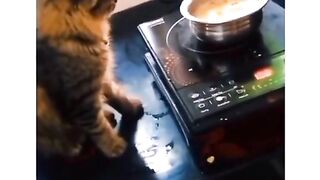 #cat  # funny cartoon #funny#short