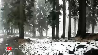 Snowfal nice vew