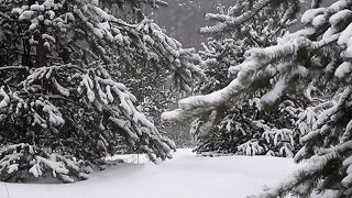 Snow in forest