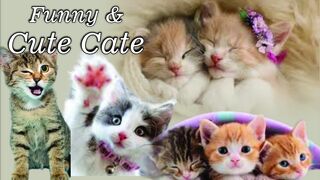 Cute and Funny Cat 2023| wild animals | pet animals | doja cat |Funny Cat