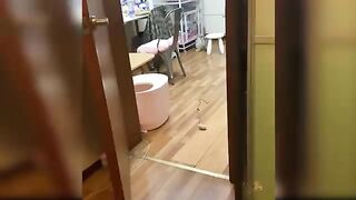 Cute baby Cats