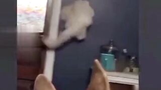 Funny Cat part-3