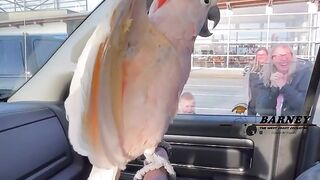 So Amazing  Of Talking Parrots On Car