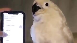 Talking Parrot Natural Sounds#short