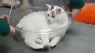 Get rolled kitty