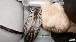 Cat vs Dawg | Eating Competition ????