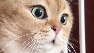 Кошачья песня