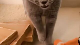 Cat makes EPIC Spanish song