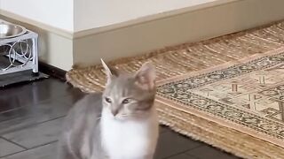 Кот-мировая звезда