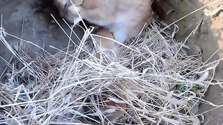 Rabbit and his son