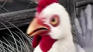 A brave cock