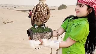 A falcon is the perfect hunter