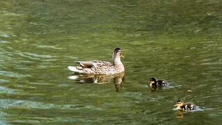 Caring Mom Duck