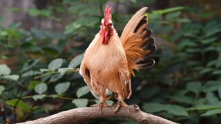 Brown Chicken