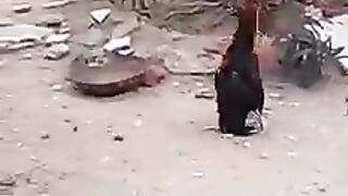 Duck walk by cock