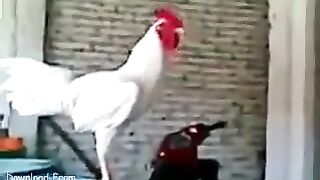 Singer Cock
