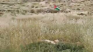 فخ فلسطين