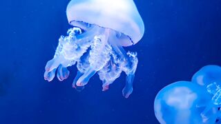 Blue Jellyfish View