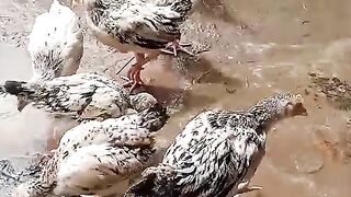 The chicken soup