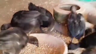 Chicken soup