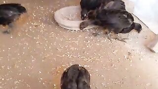 Vitamin for the chicken