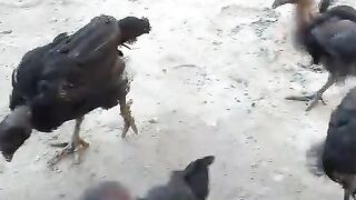 Injection for the chicken