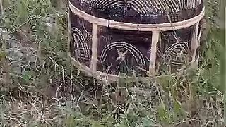 Vaccine for the chicken